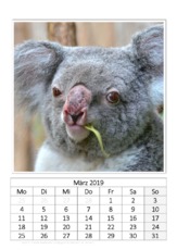 März_Koala.pdf